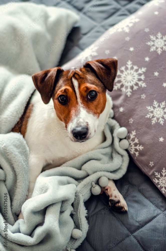 jack russell terrier breed dog laing before christmas on gray bed and pillows with white snowflakes. holidays and relax.