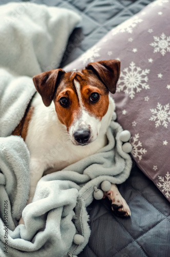 jack russell terrier breed dog laing before christmas on gray bed and pillows with white snowflakes. holidays and relax. © Yulia