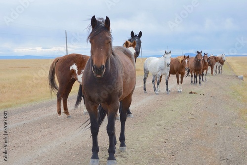 An equestrian roadblock