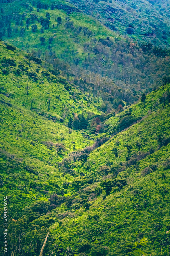 Fototapeta premium green background in field with trees and grass, sierra de guadalupe state of mexico 