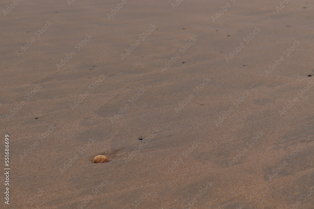 Una concha solitaria en la playa. Una concha solitaria en la playa.
