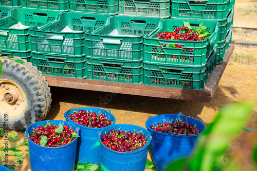 Freshly picked red ripe cherry in plastic buckets in garden © JackF