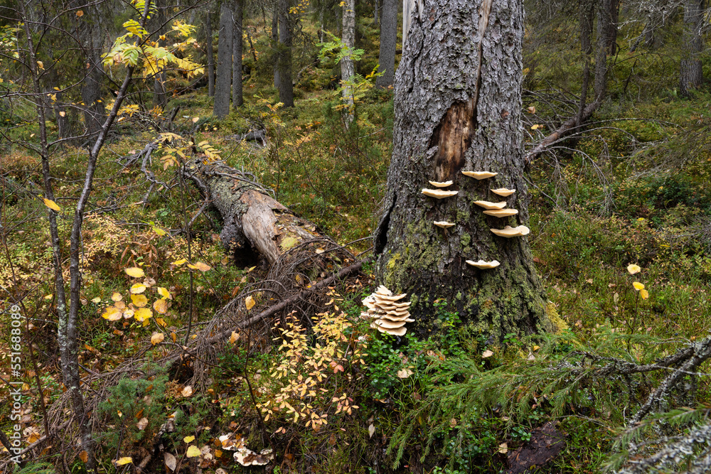 Wood fungus Climacocystis borealis growing on an old Spruce tree in Närängänvaara old-growth forest near Kuusamo, Northern Finland Wood fungus Climacocystis borealis growing on an old Spruce tree in Närängänvaara old-growth forest near Kuusamo, Northern Finland