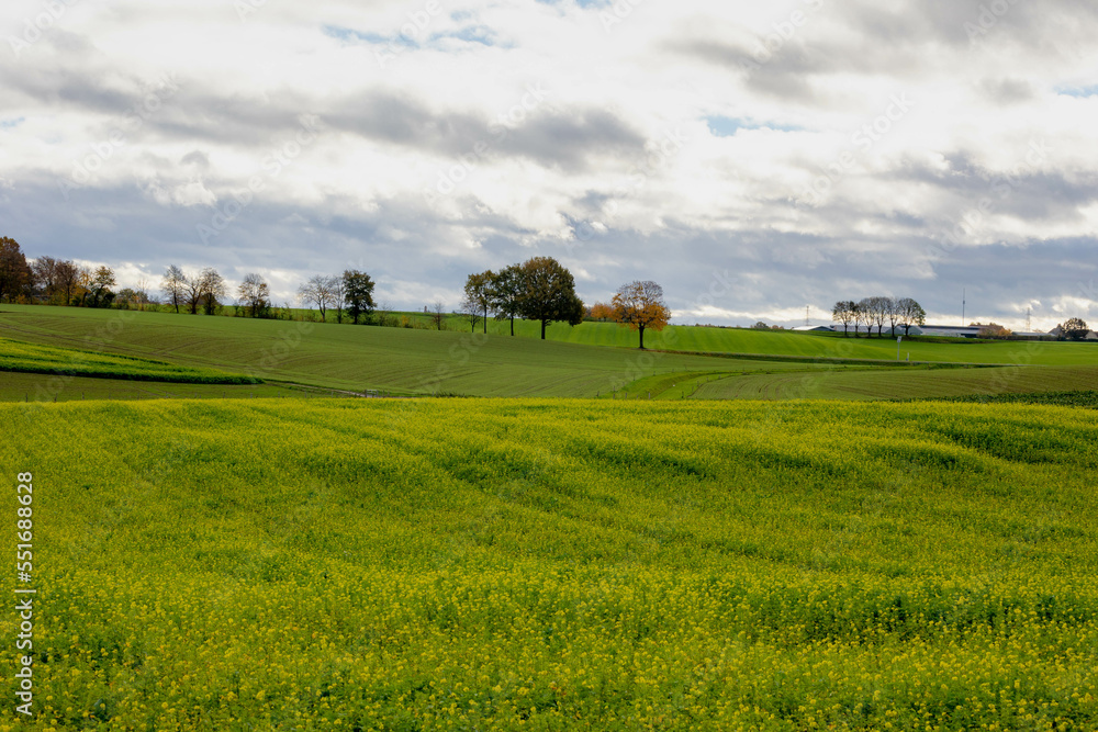 The terrain country in the southern of Netherlands, Landscape view of hilly countryside, Yellow flowers of Rapeseed also known as Oilseed rape, White mustard (Sinapis alba) Agriculture in Zuid-Limburg The terrain country in the southern of Netherlands, Landscape view of hilly countryside, Yellow flowers of Rapeseed also known as Oilseed rape, White mustard (Sinapis alba) Agriculture in Zuid-Limburg