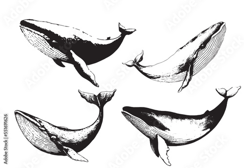 Vector hand drawn of humpback whale. Whale vintage sketch illustration logo