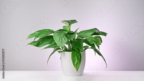 Timelapse video of a dehydrated Peace Lily plant returning to life after watering