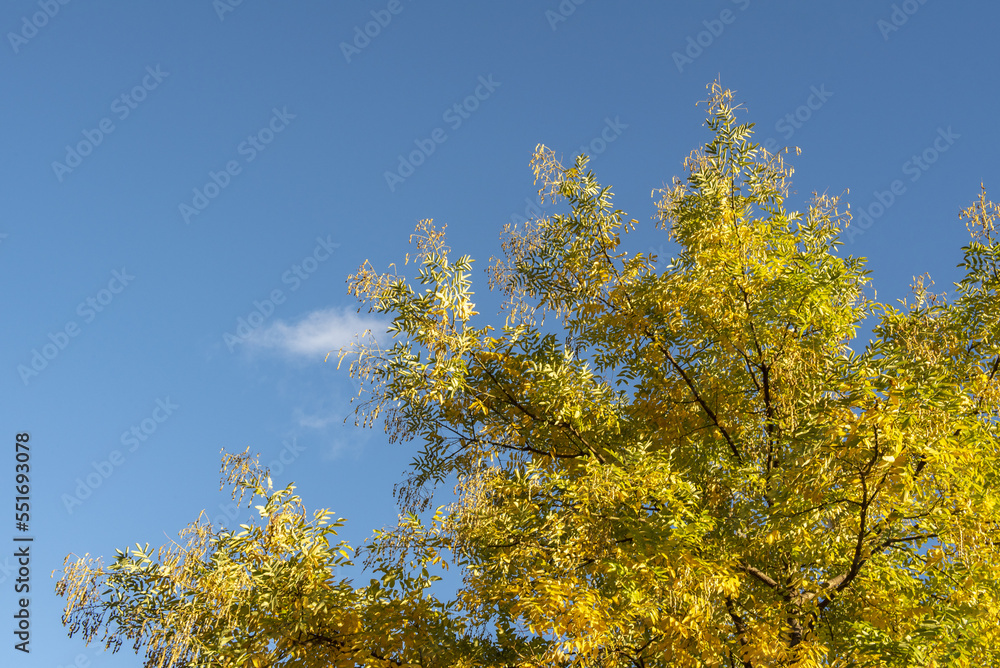 Some deciduous trees yellowed and about to fall in the autumn season