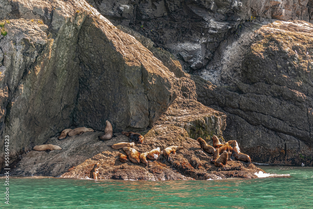 Obraz premium Resurrection Bay, Alaska, USA - July 22, 2011: Steller Sea Lion rookery isolated on brown rocky shoreline sunbathing with green water up front.