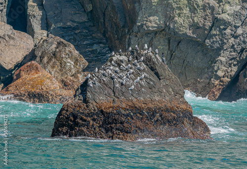 Resurrection Bay, Alaska, USA - July 22, 2011: Closeup of black isolated rock in green water where a flock of Kitiwakes created a home and soiled it with their guano