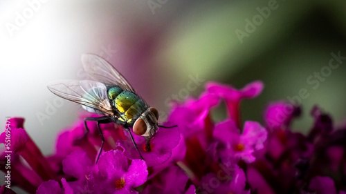 fly on flower