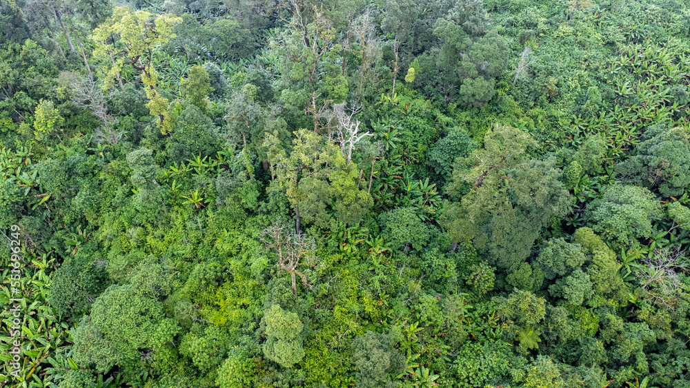 Aerial view of tropical forests and sunlight in the morning. Natural landscape background.