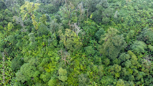 Aerial view of tropical forests and sunlight in the morning. Natural landscape background. © Pornpimon