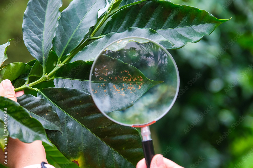 Jolly Plante Laboratorium Cropped shot of modern farmer holding magnifying glass looking at coffee  diseased leaves on coffee plant and examining ripe coffee beans at coffee  plantation. Stock Photo | Adobe Stock