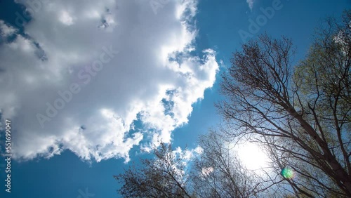 Looking up toptrees the blue sky timelapse. Azure sky and bright clouds in daytime is beautiful. Branch of tree looking up at spring time photo