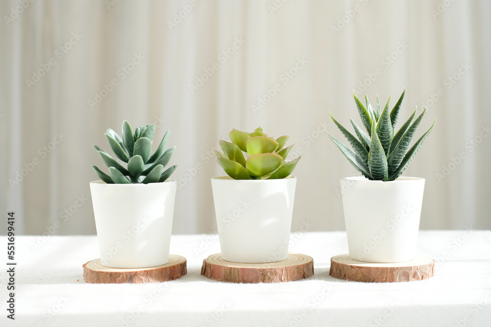 home decoration with plant pots for green space and wallpaper and background.