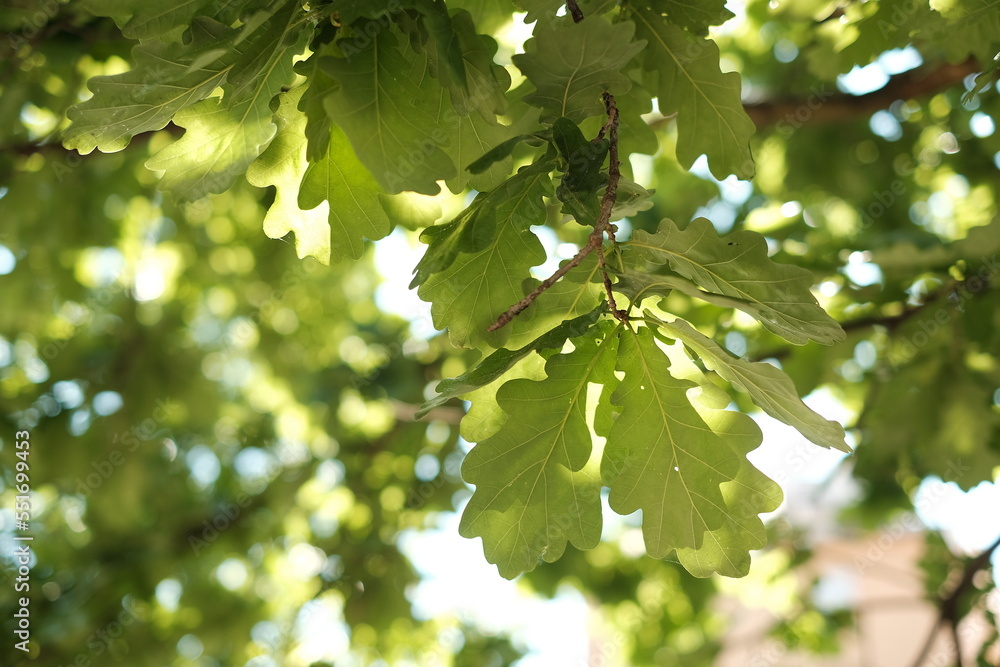 natural background of oak leaves natural background of oak leaves