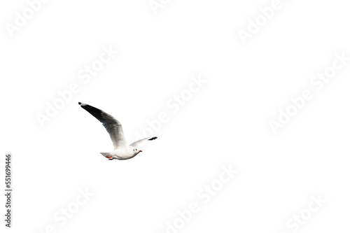 Tableau sur toile seagull isolated on white