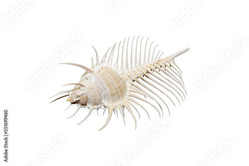 Venus Comb murex shell isolated on white