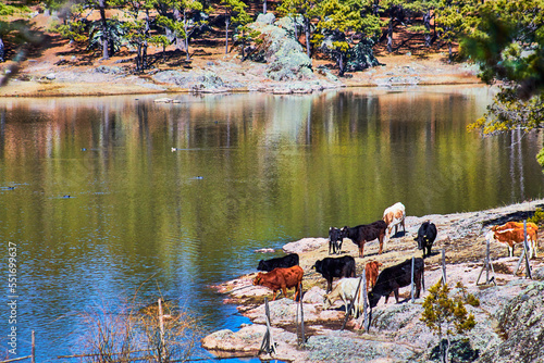 cown in the coast of the lake and forest in the background, arareco lake in creel chihuahua  photo