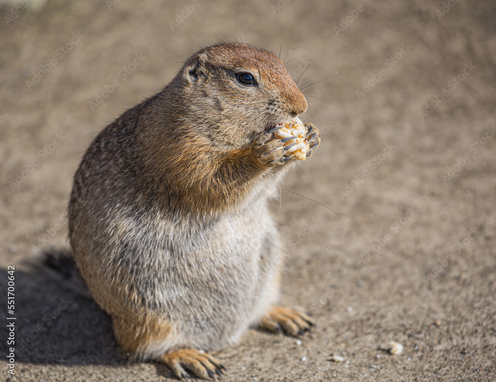 A Fat Arctic Ground Squirrel A Fat Arctic Ground Squirrel