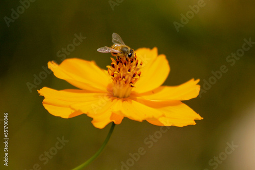 bee on a flower © Gabryel