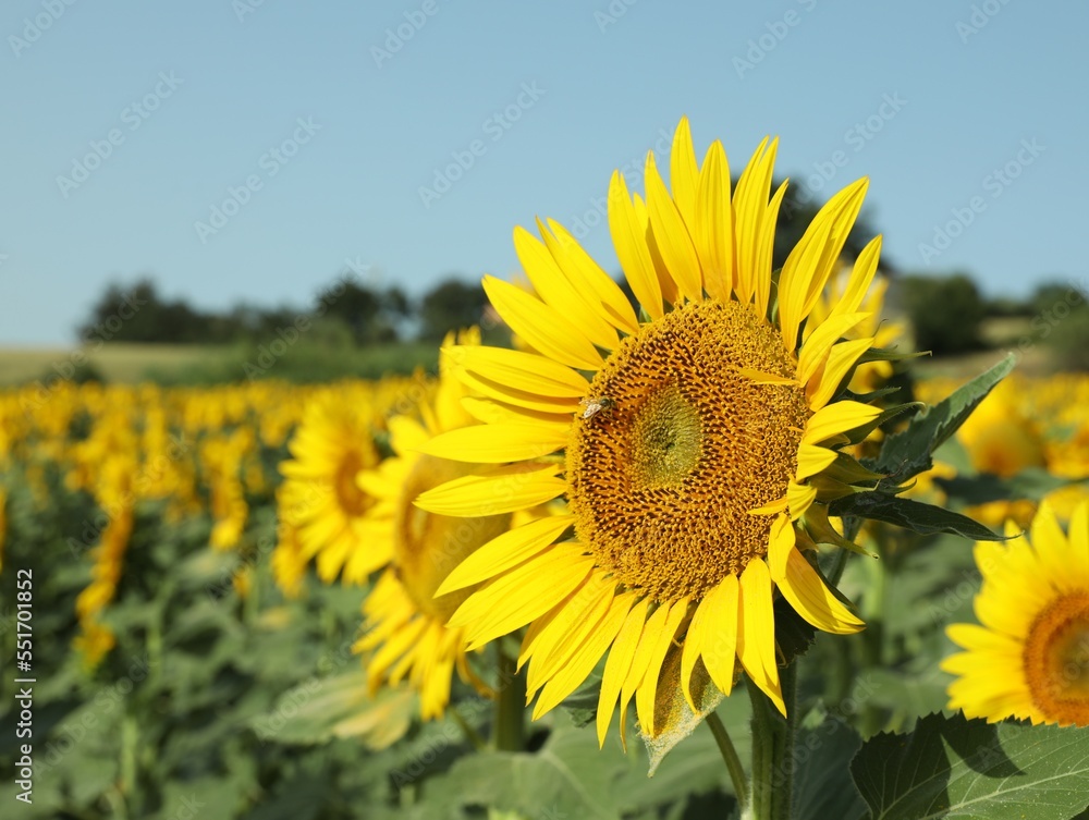 Fototapeta premium Beautiful sunflower growing in field on sunny day