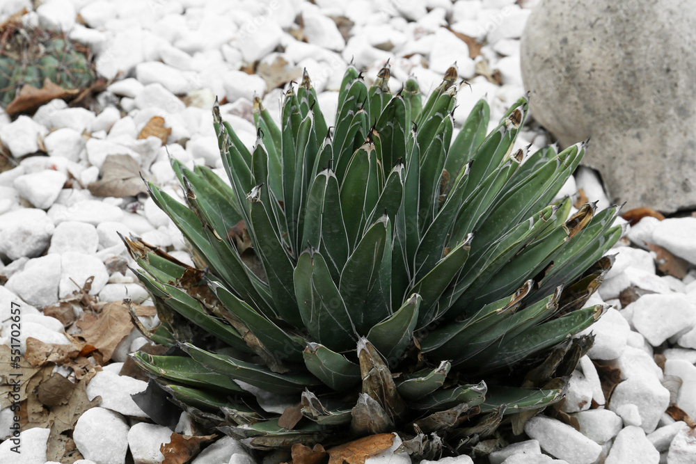 Beautiful green agave growing outdoors. Succulent plant Beautiful green agave growing outdoors. Succulent plant