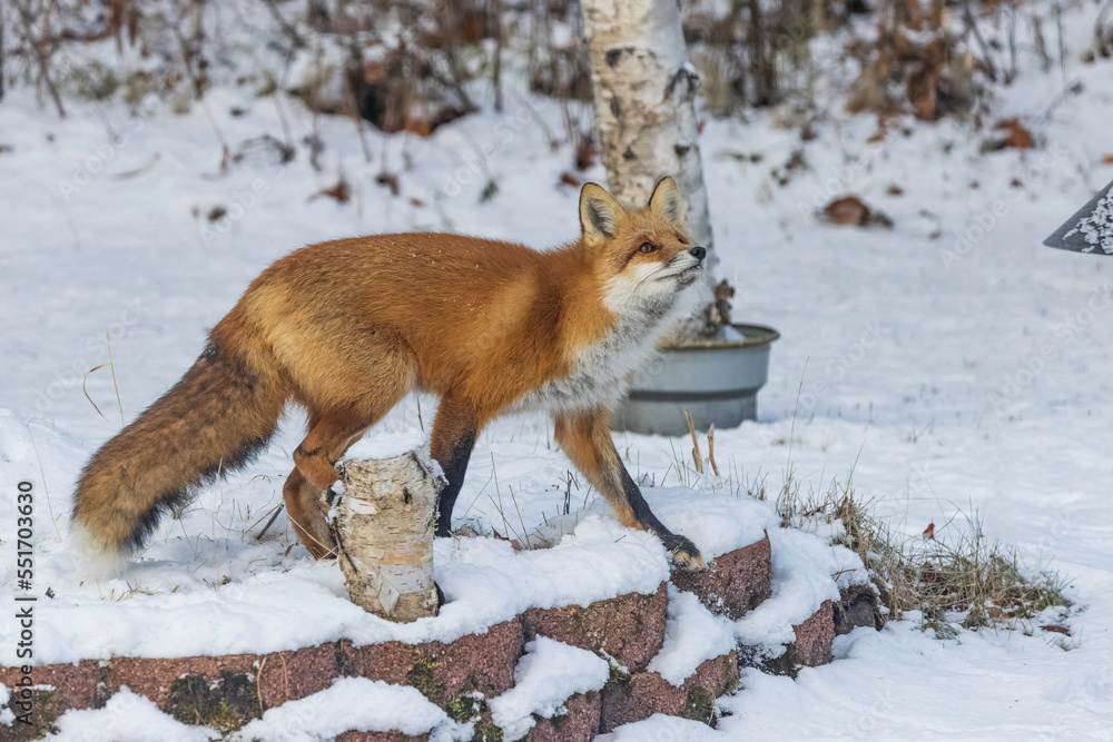 Fototapeta premium A Young Red Fox During Winter in Alaska