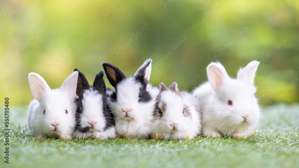 Baby Rabbits Being Born