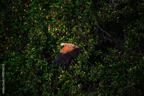 A black-collared hawk (Busarellus nigricollis) flying at dawn above the Guaporé - Itenez river near the village of Remanso, Beni Department, Bolivia, on the border with Rondonia state, Brazil photo