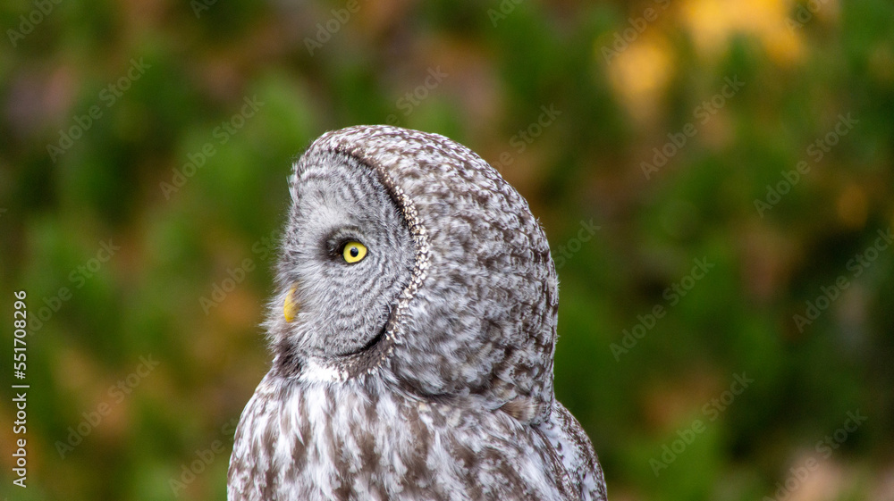 Fototapeta premium great horned owl