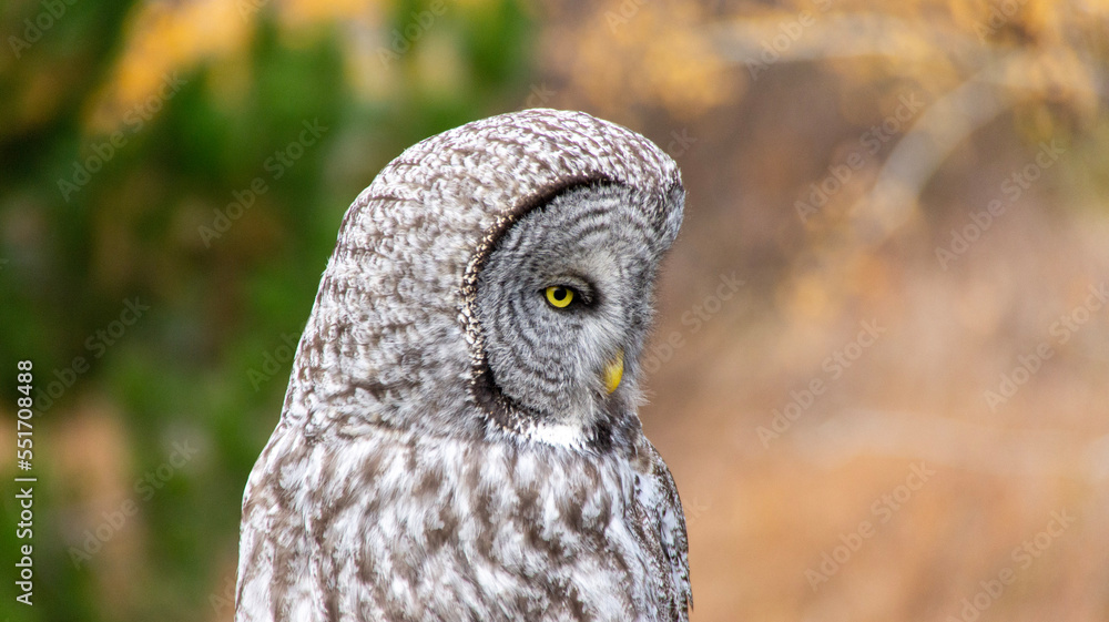 Fototapeta premium great horned owl
