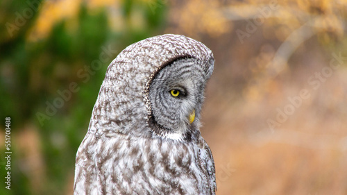 Wallpaper Mural great horned owl Torontodigital.ca