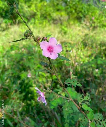 Beautiful Urena Lobata Flower blooms in the middle of the bush or garden at afternoon photo