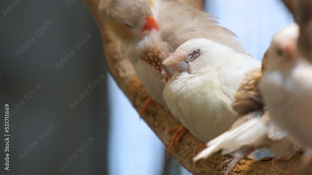 Closeup Of Australian Zebra Finches Sitting On Wood. Finch Birds At Osan Bird Park In South Korea. Closeup Of Australian Zebra Finches Sitting On Wood. Finch Birds At Osan Bird Park In South Korea.