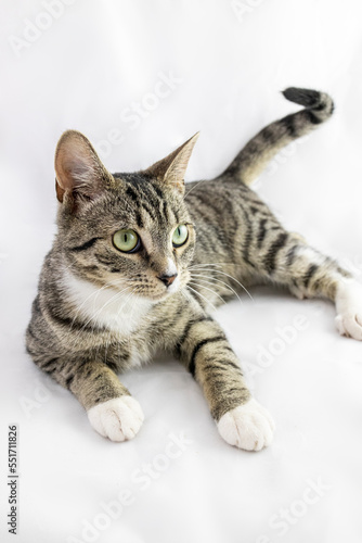 studio closeup portrait of a cat / Playful kitten sitting laying on white background