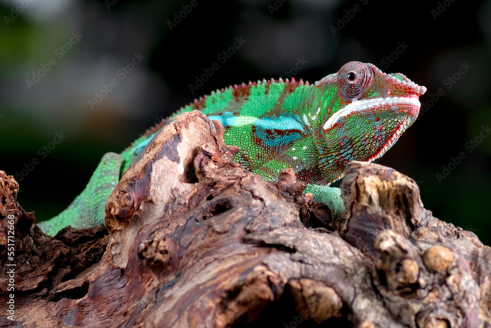 Fototapeta premium Green chameleon panther on a tree