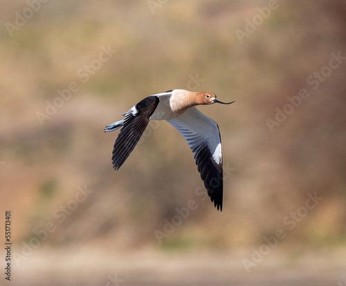 American Avocet approaching in flight with a soft outdoor background. Close up view. © Susan Hodgson