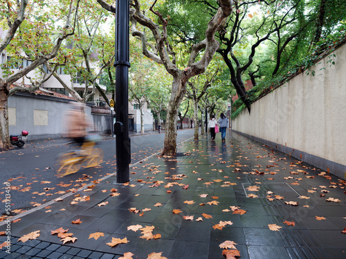 Photography Colorful autumn leaves on brick pavement floor at fall