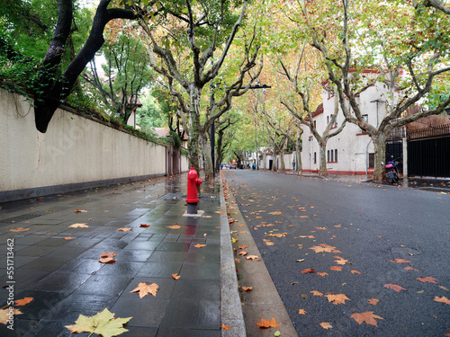 Colorful autumn leaves on brick pavement floor at fall. Autumn yellow leaves on pedestrian passage. Platanus tree leaves on wet asphalt road. Landscape of Shanghai Wukang road in rainy day.