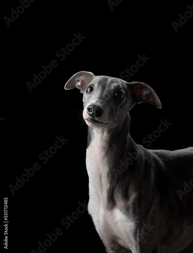 Portrait of a nice dog on a black background in the studio. Beautiful pet  Whippet breed