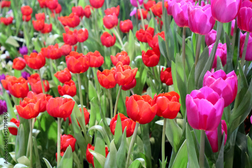 Image of many beautiful tulips in flower garden with clear front and blurred back