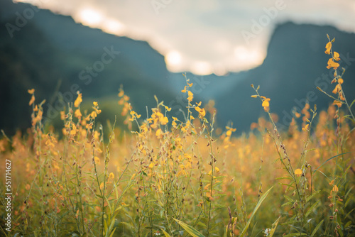 Sunhemp flowers in the field. Blurred and soft focus of Sunhemp field with copy space and text.
