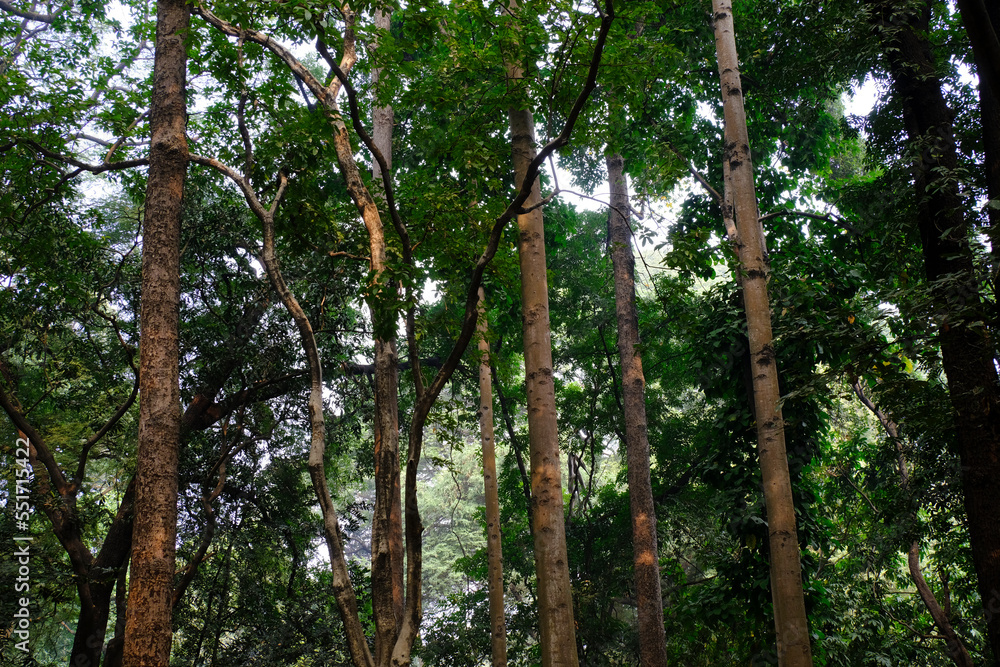 Fototapeta premium 04 December 2022, Pune, India, Empress Botanical Garden, a green paradise in the heart of Pune, There are many rare exotic and indigenous trees are grown and preserved in the garden.