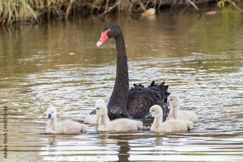 Obraz premium Black Swans in South Australia