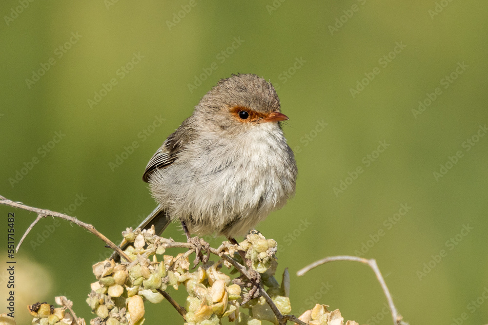 Naklejka premium Superb Fairywren in South Australia