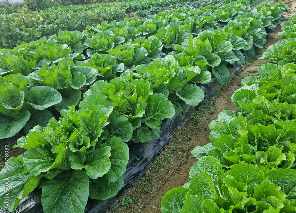 Fototapeta premium close up fresh green chinese cabbage in the field.