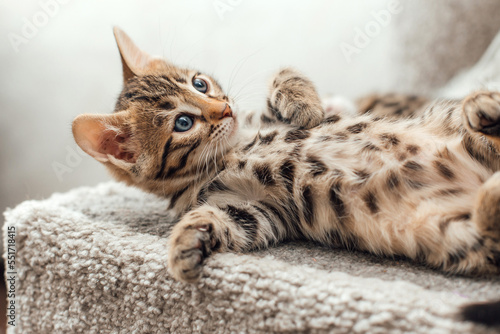 Cute bengal kitten laying on a soft cat's shelf of a cat's house. photo