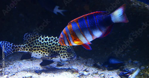 Harlequin fish and its bright colors swimming near a coral reef in 4k slow motion