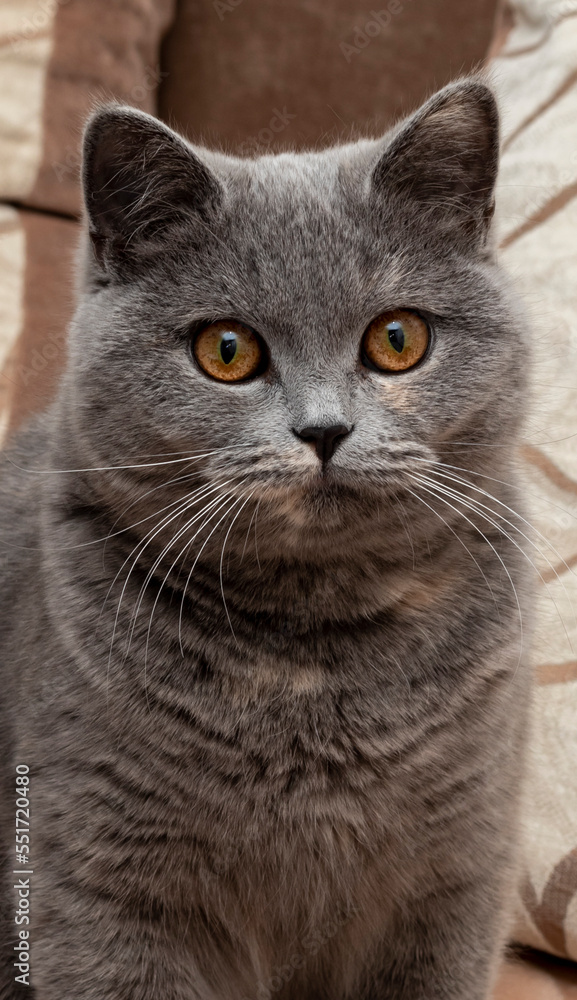 british cat with beautiful yellow eyes